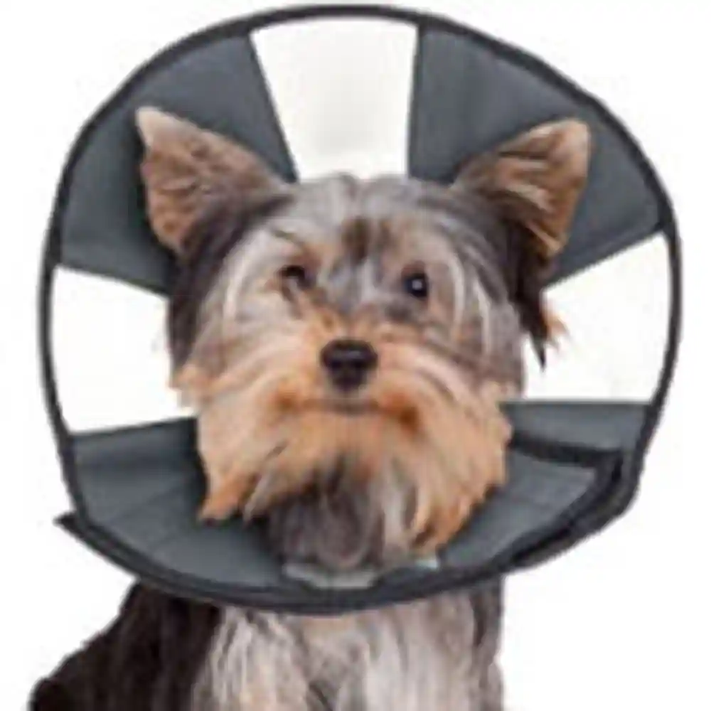 Zen ZenCone Small
