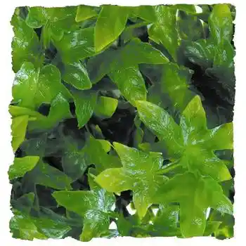 Natural Bush Congo Ivy Small
