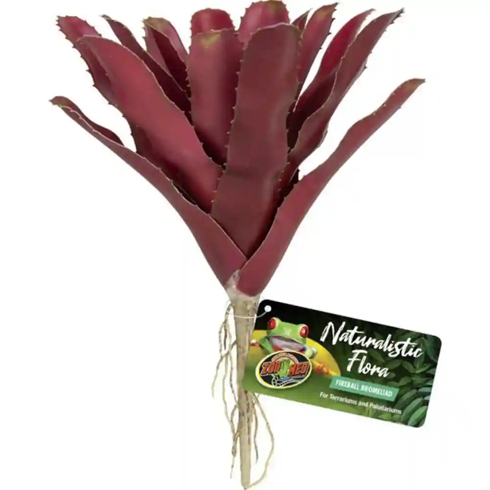 Zoomed Naturalistic Flora Fireball Bromeliad