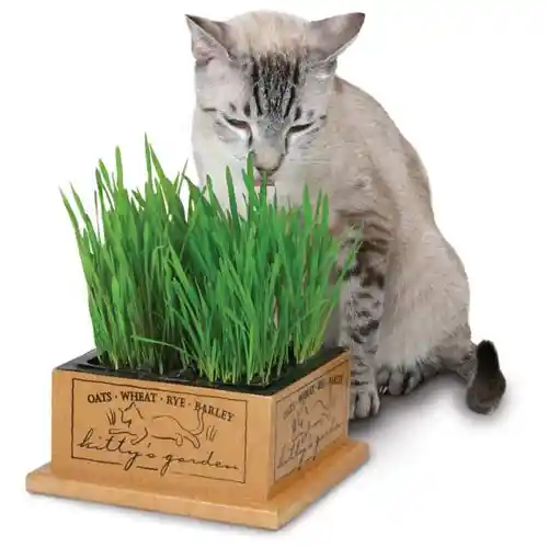 Kitty's Garden 100% Organic Full Wood Frame
