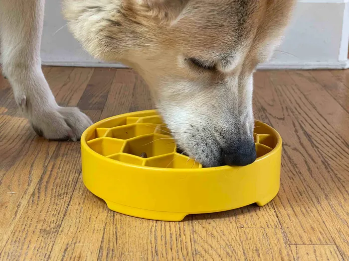 Sodapup Honeycomb Slow Feeder Bowl