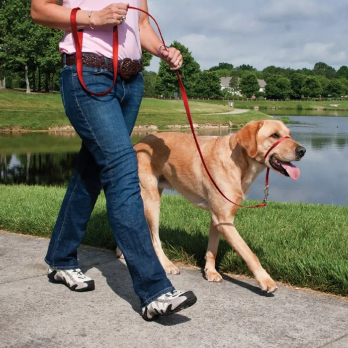 Gentle Leader Headcollar, No-pull Dog Collar Small Black
