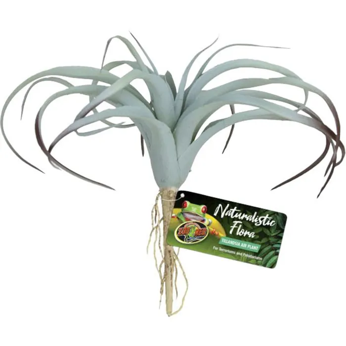 ZML Naturalistic Tillandsia Air Plant
