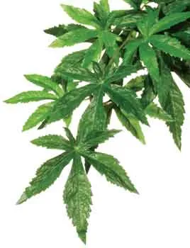 Exo-terra Silk Abutilon Medium